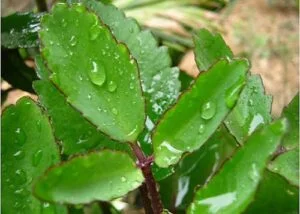 my-pham-Bach-hoa-hong-cay-song-doi