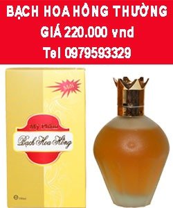 Bạch hoa hồng phổ thông 0979593329