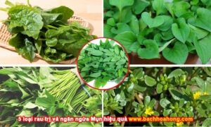 5 loại rau trồng trong vườn ngăn ngừa mụn vừa an toàn vừa hiệu quả - Hôm nay Bạch Hoa Hồng xin chia sẻ đến các bạn những loại rau quen thuộc vườn nhà, bạn hoàn toàn vừa có tác dụng điều trị và ngăn ngừa Mụn hiệu quả.